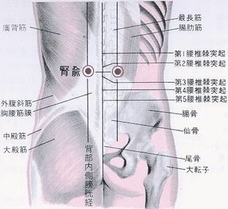 腎俞穴.jpg