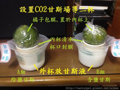 13.CO2甘斯實驗-水果設置.JPG