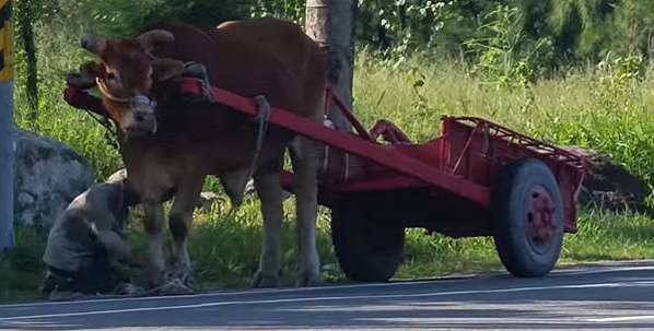 台灣最早出現的牛車，是板輪牛車。板輪牛車，顧名思義是以木板為