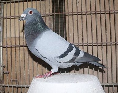 2007PIGEON01732BBC.jpg