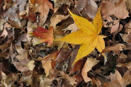 dry leaves A 4x6
