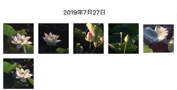 20190727蓮花