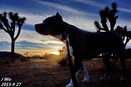 0927 Joshua Tree NP  (13).jpg