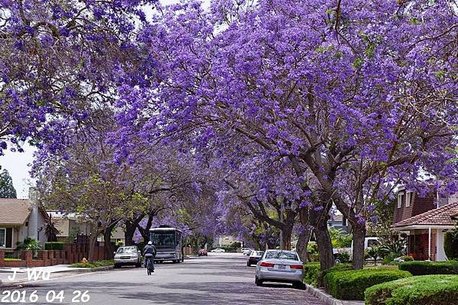 Jacaranda Tree 04272016 (9).JPG