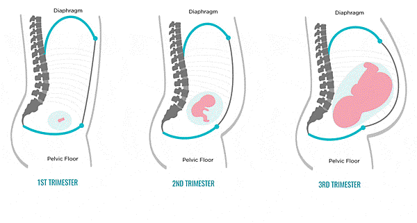 骨盆變化.gif