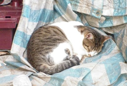 cat.JPG