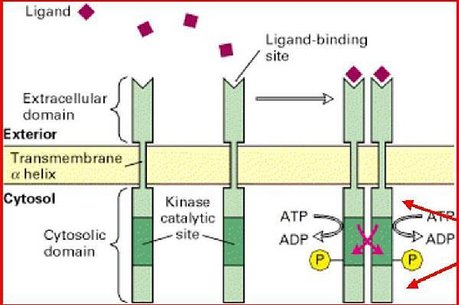 EGFR dimerization