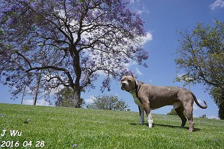 Jacaranda Tree 04272016 (25).JPG