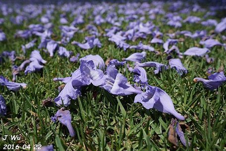 Jacaranda Tree 04272016 (2).JPG