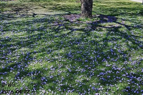 Jacaranda Tree 04272016 (1).JPG