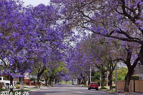 Jacaranda Tree 04272016 (10).JPG