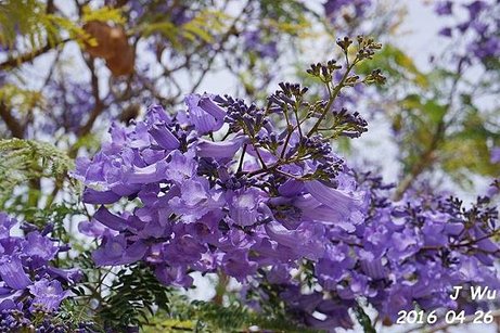 Jacaranda Tree 04272016 (5).JPG