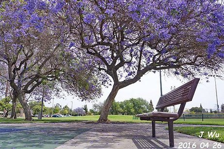 Jacaranda Tree 04272016 (6).JPG