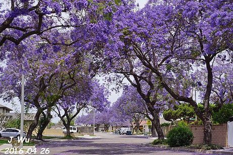 Jacaranda Tree 04272016 (13).JPG