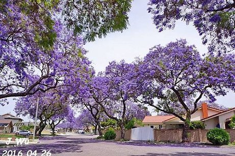 Jacaranda Tree 04272016 (14).JPG