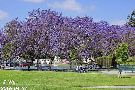 Jacaranda Tree 04272016 (15).JPG