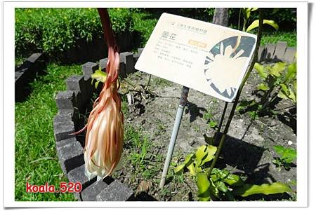 原生應用植物園33