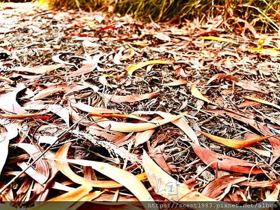 ＊【台南開箱】超酷的城市森林「巴克禮紀念公園」荒野公園，你我