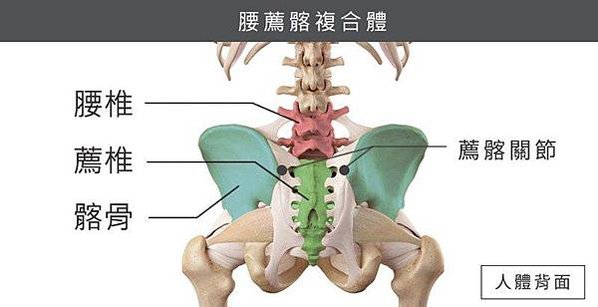 薦髂關節構造-2.jpg