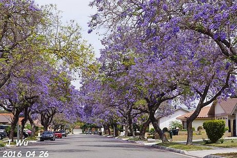 Jacaranda Tree 04272016 (11).JPG