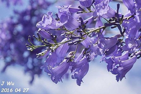 Jacaranda Tree 04272016 (17).JPG