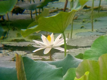 0505立夏(拍攝蓮花)