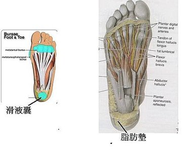軟組織鬆動術：