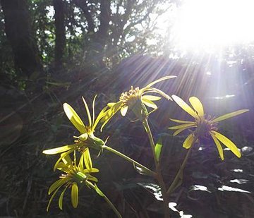 1021117大屯南峰_台灣山菊.jpg