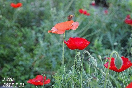 front yard poppy (24).JPG