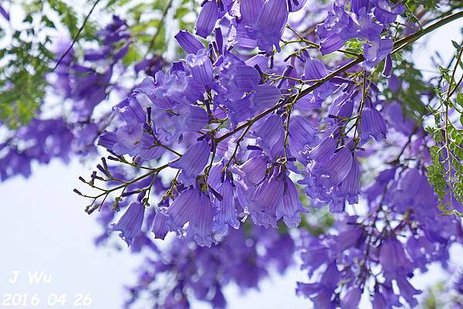 Jacaranda Tree 04272016 (8).JPG