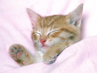 [wall001_com]_1600_cat_wallpapers_503865.jpg