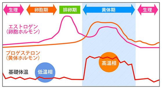 エストロゲン