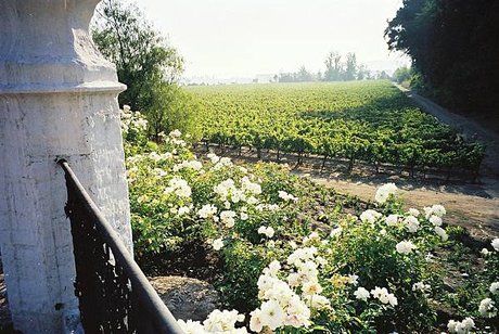 01 Concha y Toro葡萄園.jpg