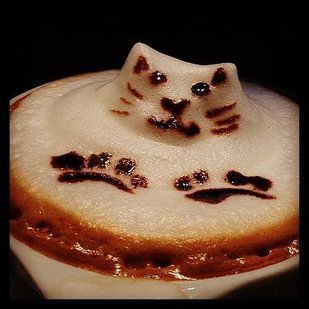 coffee cat