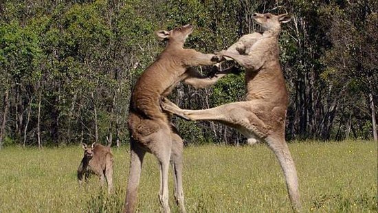 kangaroo-street-fight