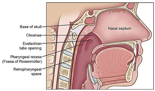 39_1_nasopharynx-1.jpg