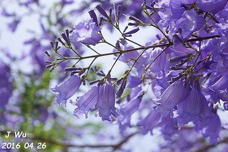 Jacaranda Tree 04272016 (7).JPG