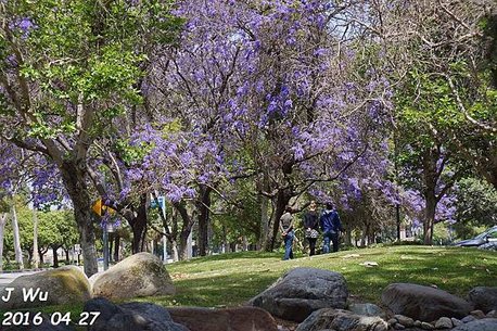 Jacaranda Tree 04272016 (20).JPG