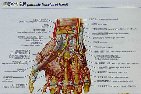 手部肌肉內側側.png