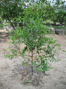CIMG0447.JPG