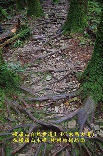 B13-IMGP2182-橫嶺山自然步道0.9K(木馬古道)-往橫嶺山主峰.jpg