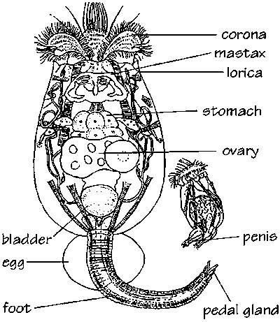 rotifer.gif