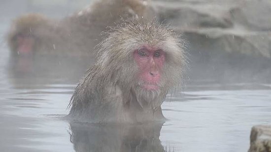 地獄谷19_compressed.jpg