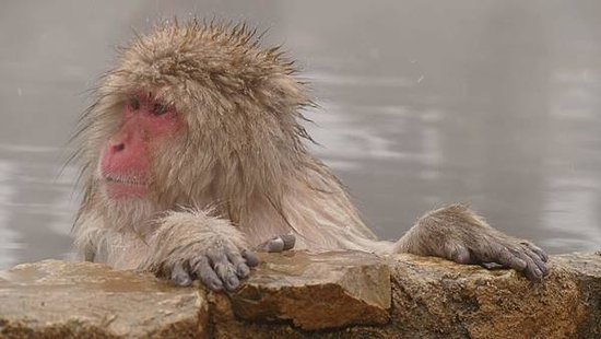 地獄谷22_compressed.jpg