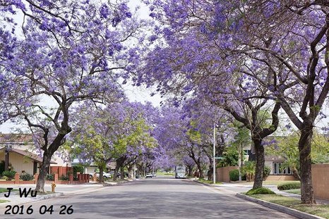 Jacaranda Tree 04272016 (3)