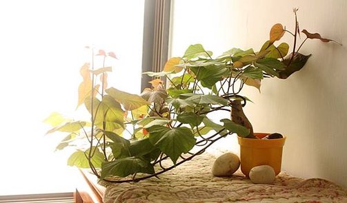 70-02 水耕地瓜 窗邊側寫 0525-4-BL.jpg