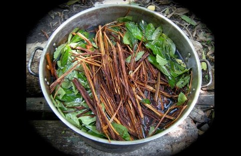 短篇 南美洲安地斯高山上，1000年前的古柯鹼，死藤水