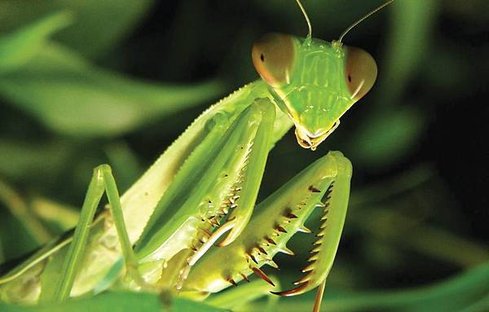 mantis.jpg