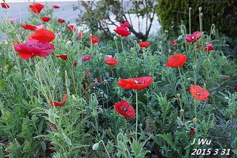 front yard poppy (12).JPG