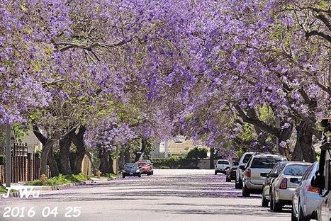 Jacaranda Tree 04272016 (32).JPG